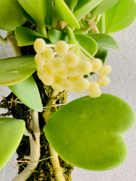 Hoya kerrii & H. pachyclada on Drift wood