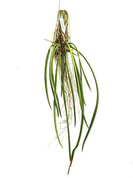 Trichocentrum (Jiarak)
