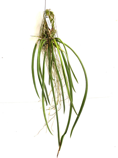 Trichocentrum (Jiarak)
