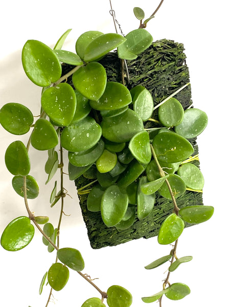 Hoya cv mathilde on fern bark