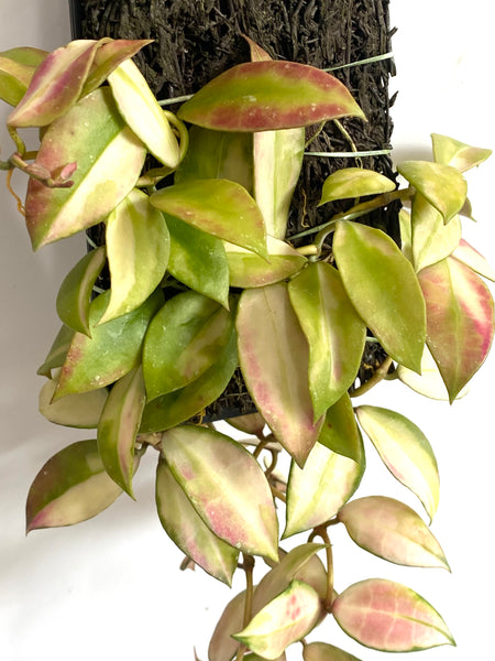 Hoya walliniana variegata