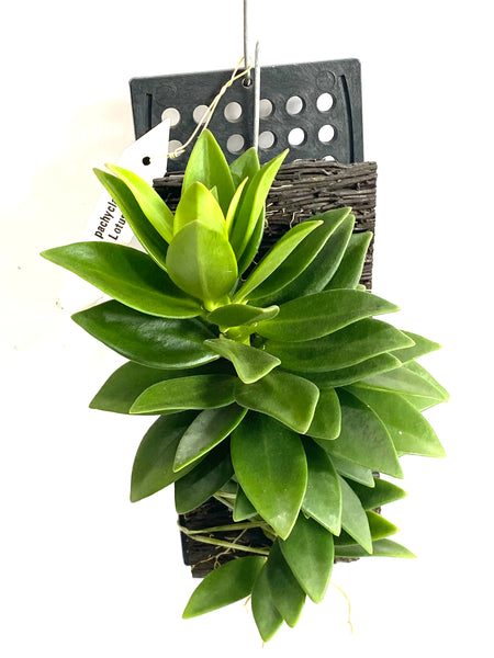 Hoya pachyclada 'snow lotus'