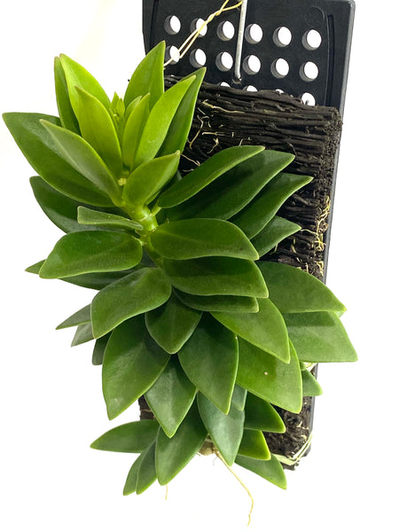 Hoya pachyclada 'snow lotus'