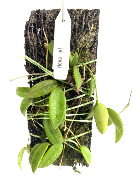 Hoya lyi