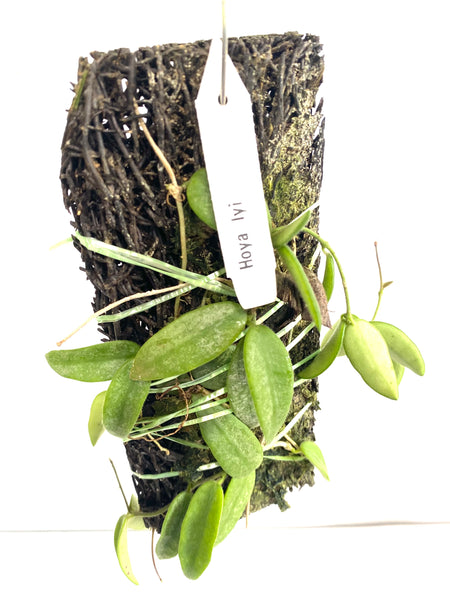 Hoya lyi