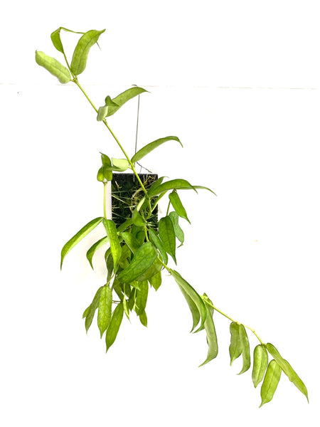 Hoya burmanica