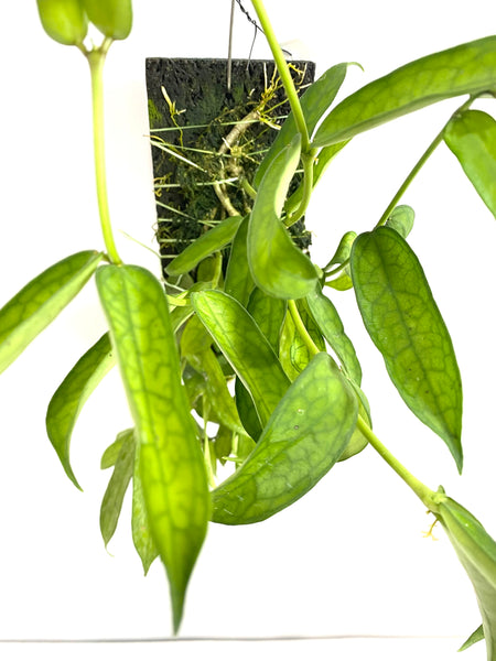 Hoya burmanica