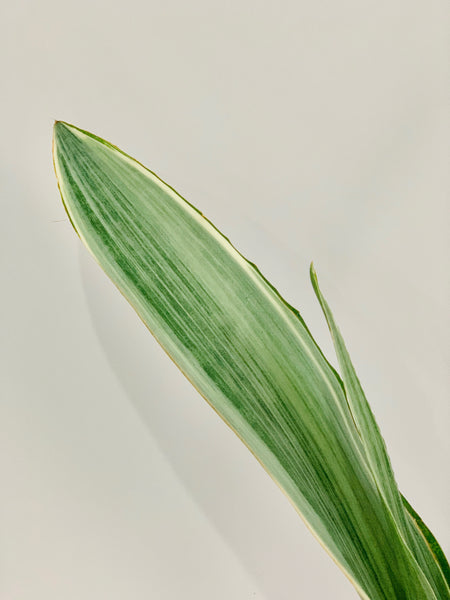 Sansevieria siam silver metallica