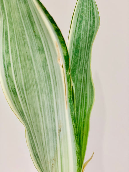 Sansevieria siam silver metallica