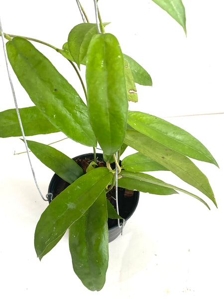 Hoya scortechinii sabah