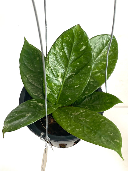 Hoya arnottiana 'splash'
