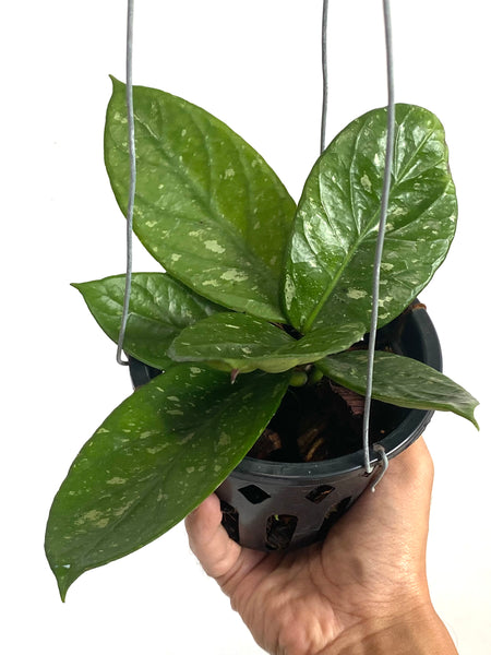 Hoya arnottiana 'splash'