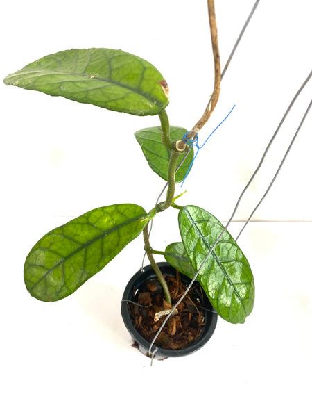 Hoya villosa