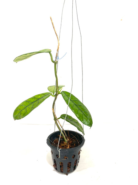 Hoya villosa