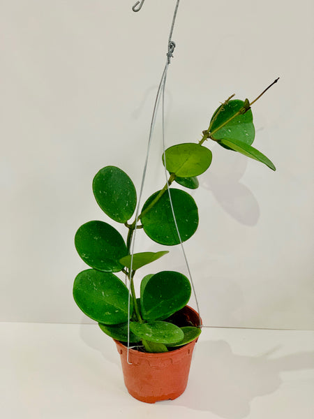 Hoya obovata