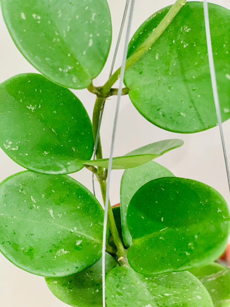 Hoya obovata