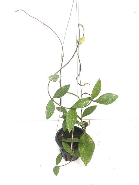 Hoya rundumensis