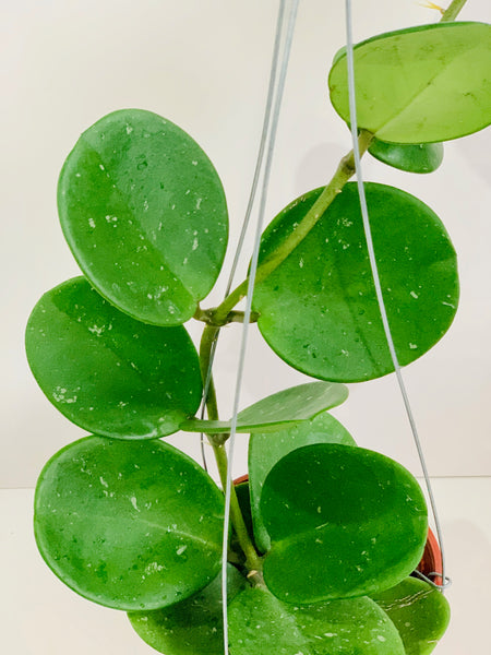 Hoya obovata