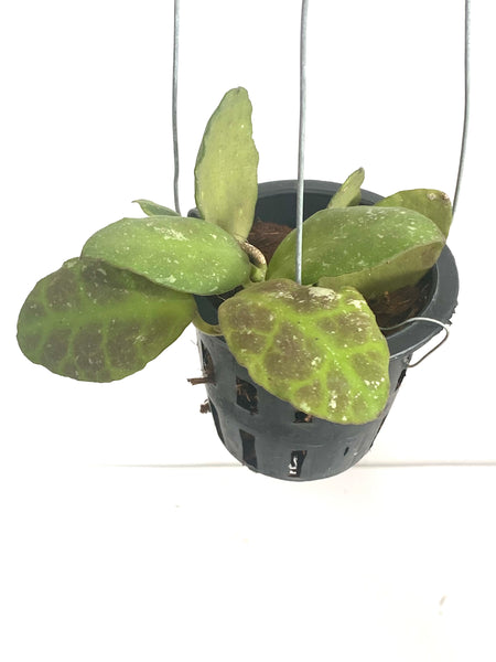 Hoya waymaniae (s)