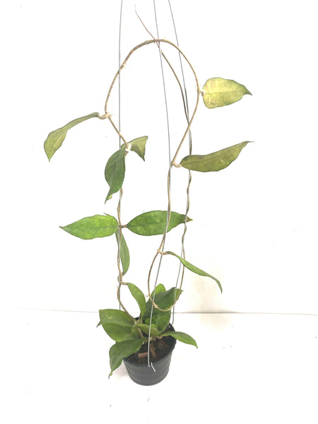 Hoya Jennifer