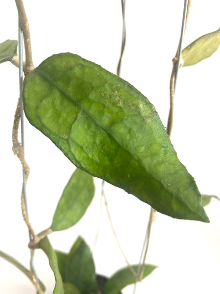 Hoya Jennifer