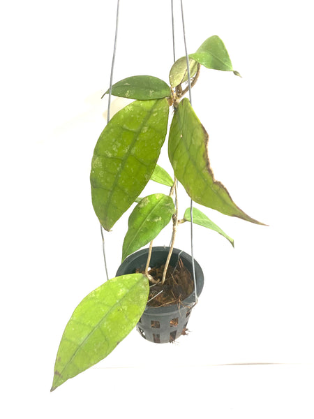 Hoya aff lambii