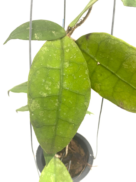 Hoya aff lambii