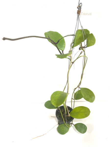 Hoya excavata
