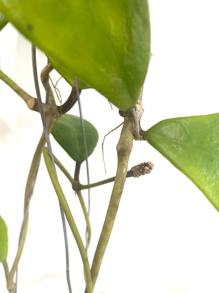Hoya excavata