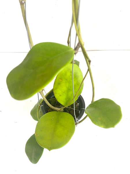 Hoya excavata
