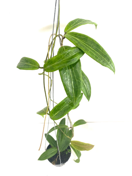 Hoya soligamiana