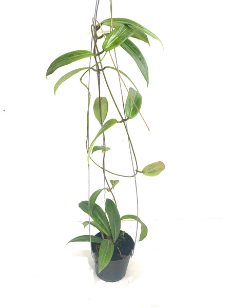 Hoya soligamiana