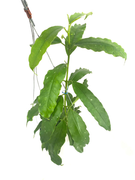 Hoya lockii
