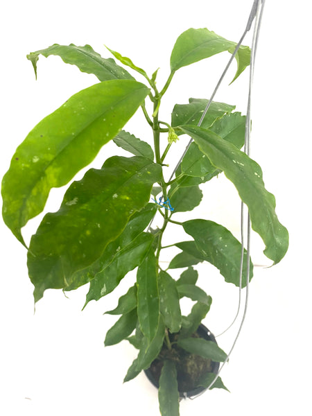 Hoya lockii