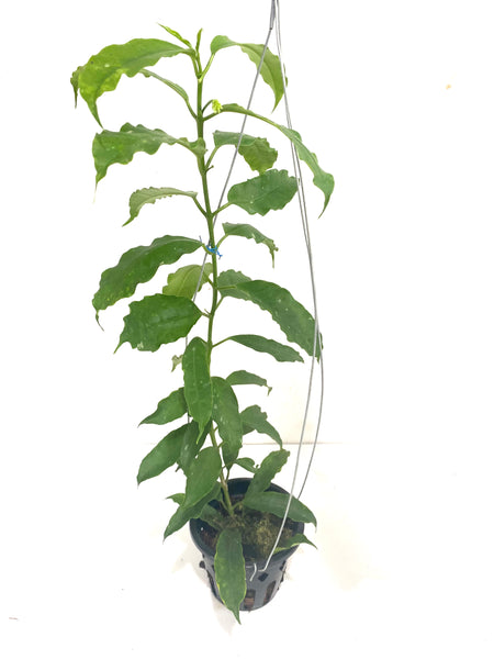 Hoya lockii
