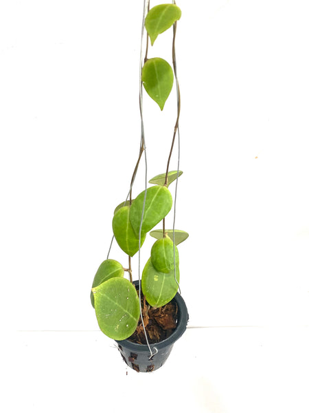 Hoya verticillata #sulawesi red leaf