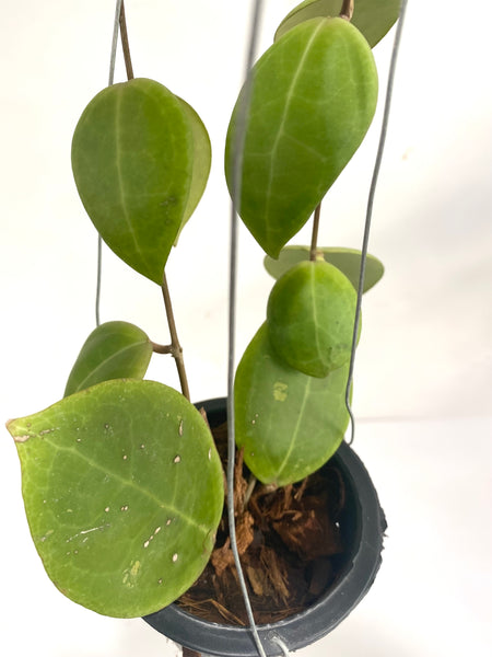 Hoya verticillata #sulawesi red leaf
