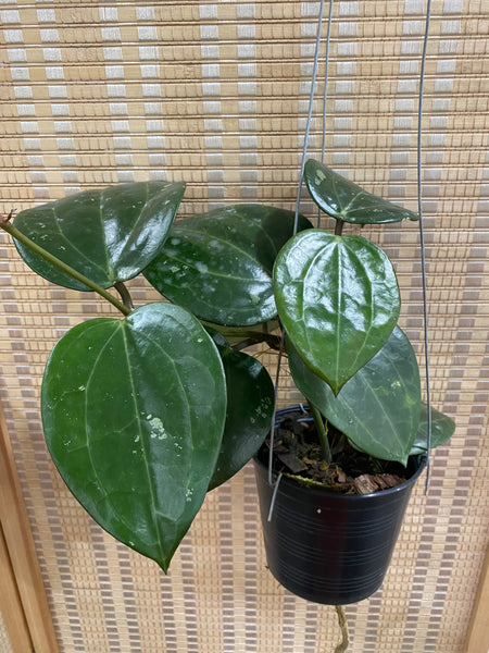 Hoya latifolia 'black' A