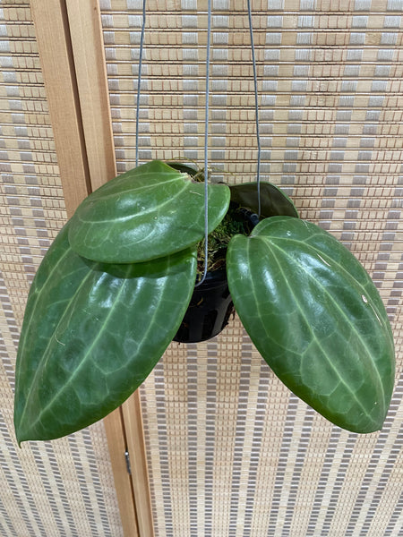 Hoya latifolia 'big leaf' (B)