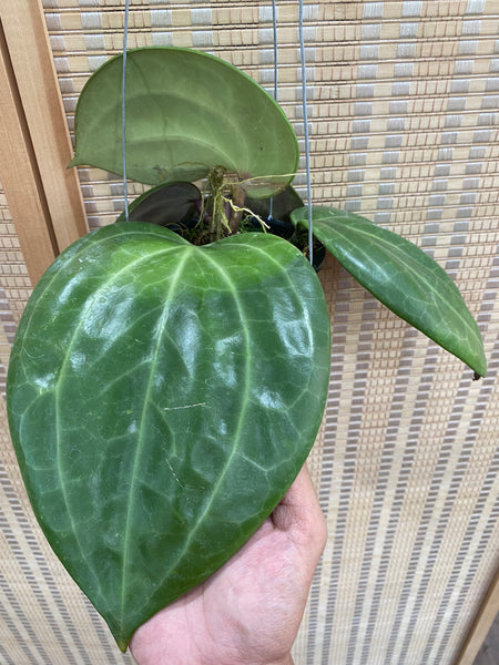Hoya latifolia 'big leaf' (B)