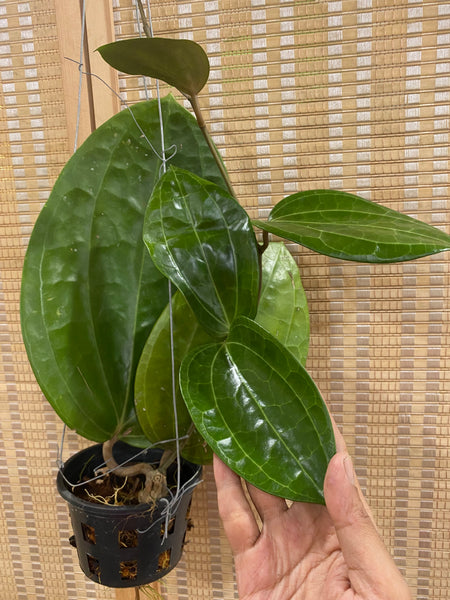 Hoya latifolia 'big leaf' (C)