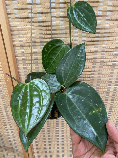 hoya latifolia black (B)