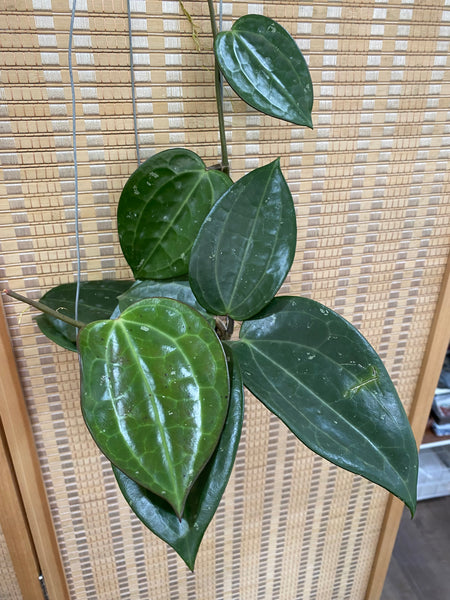 hoya latifolia black (B)