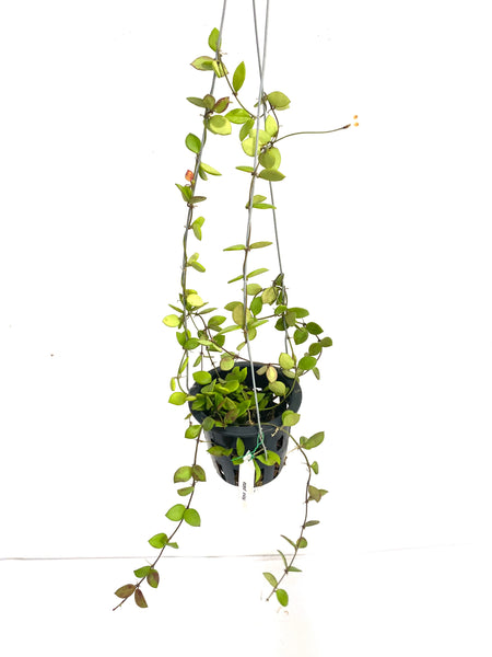 Hoya picta