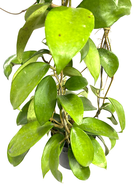 Hoya pottsii