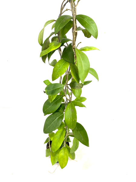 Hoya neo ebudica