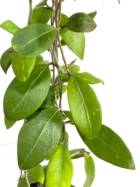 Hoya neo ebudica