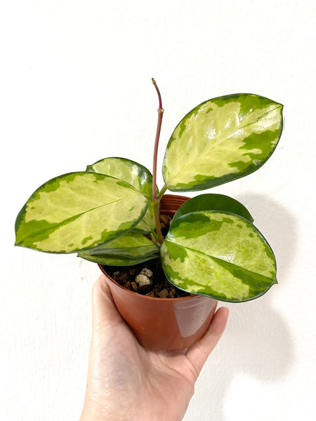 Hoya australis 'Lisa' (small plant)