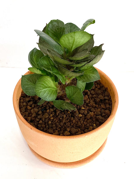 Euphorbia francoisii (E1)