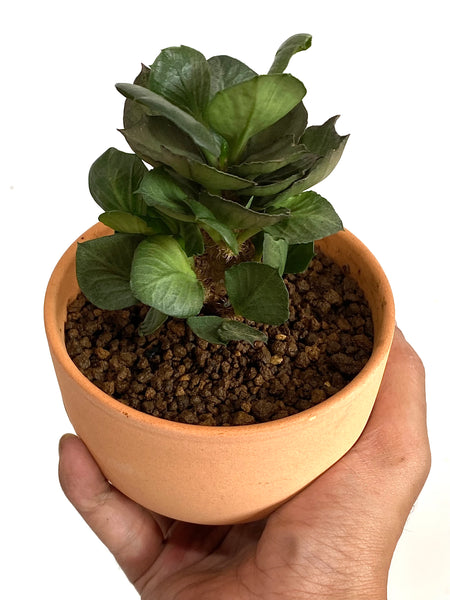 Euphorbia francoisii (E1)